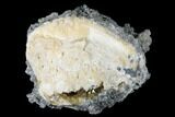 Fossil Clam With Fluorescent Calcite Crystals - Ruck's Pit, FL #175656-1